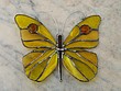 motýl žlutý