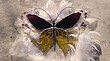 motýl fialovo-žlutý drátky